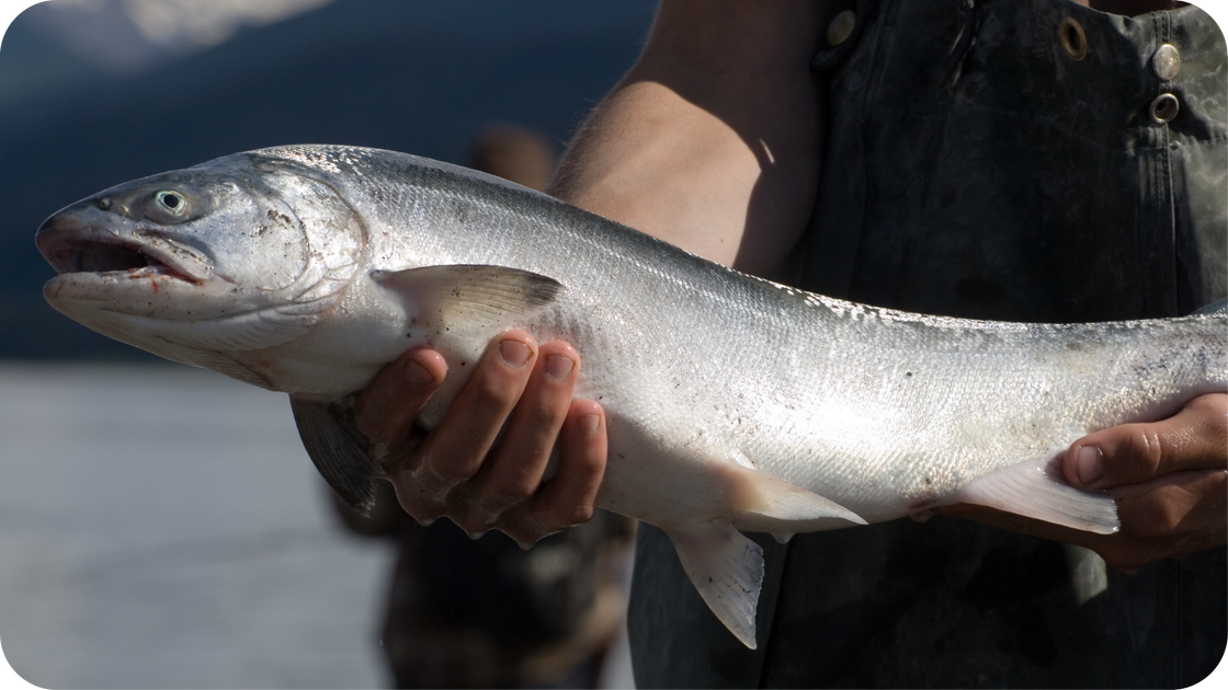 Scientists Made an Eco-Friendly Plastic Using DNA From Salmon