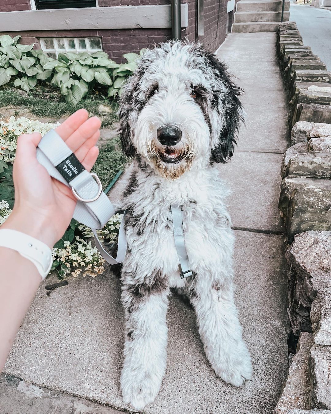 Cool Gray Leash